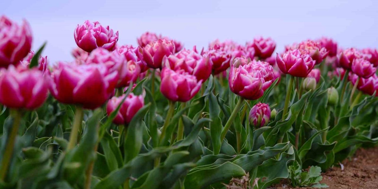 Karaman’da Lale Tarlası Ziyaretçilerine Hazırlanıyor
