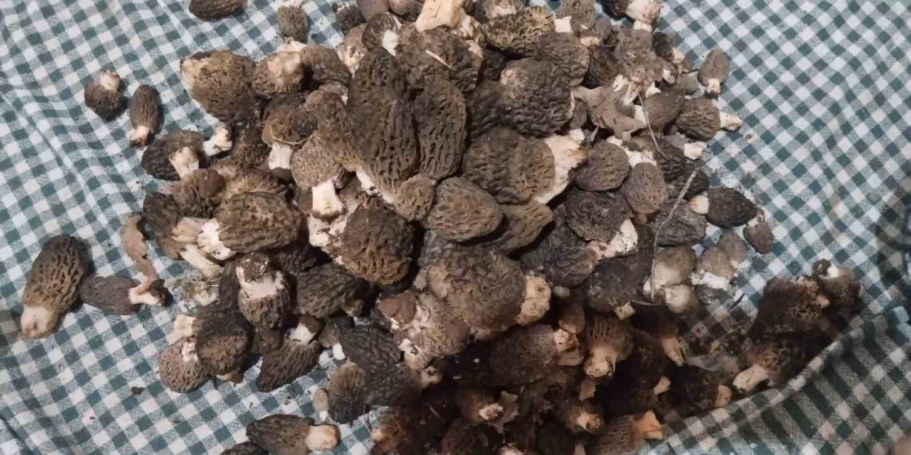 Beyşehir’de Kuzugöbeği Tutkunları Sahaya Çıktı