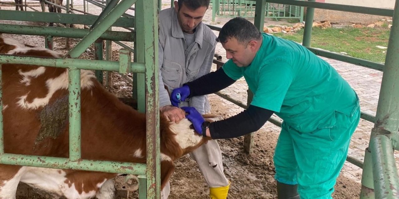 Beyşehir’de Hayvan Sağlığını Koruma Çalışmaları