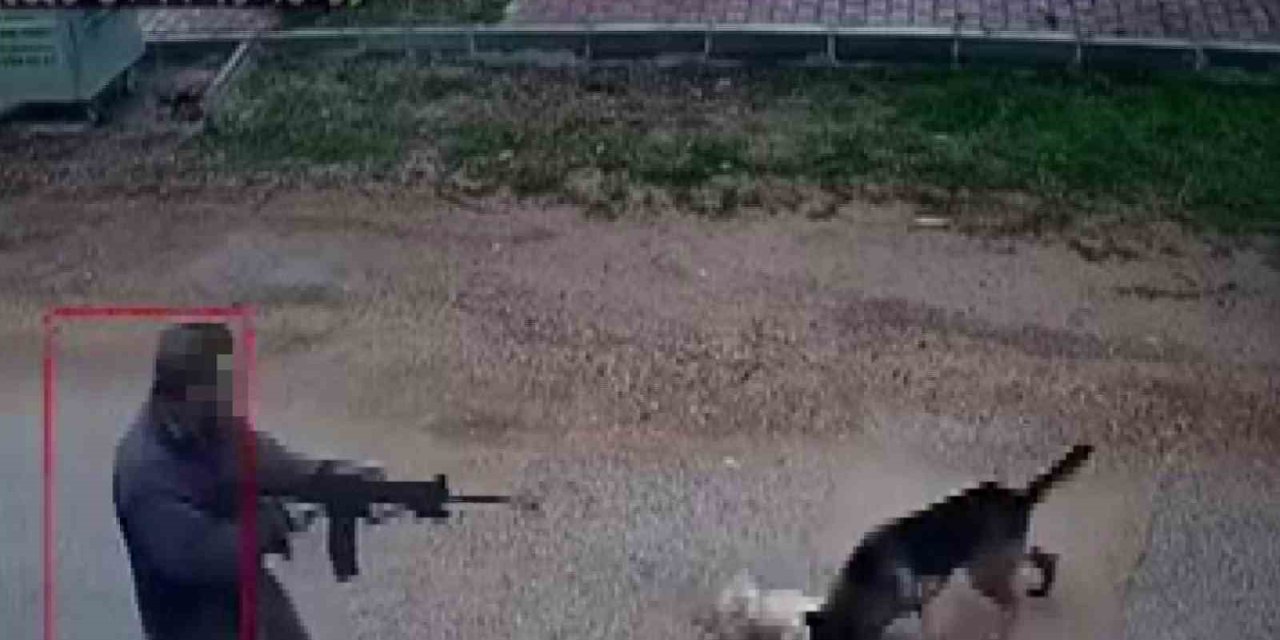 Kavga Eden Sokak Köpeklerine Tüfekle Ateş Edip Bir Köpeği Öldürdü