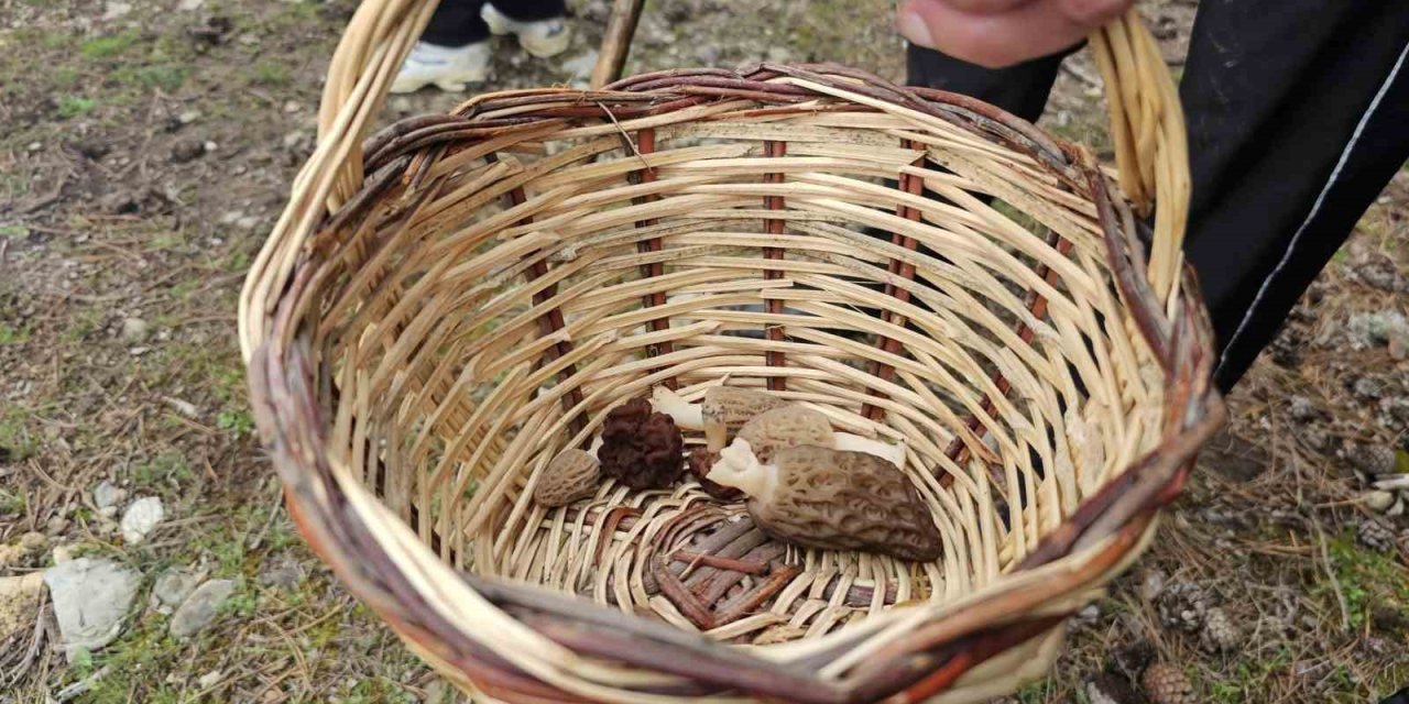 Beyşehir’de Doğa Tutkunları Hem Yürüyüş Hem De Kuzugöbeği İçin Buluştu