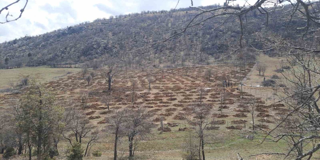 Bozkır’da 13 Dönümlük Alanda Dev Ağaçlandırma Projesi