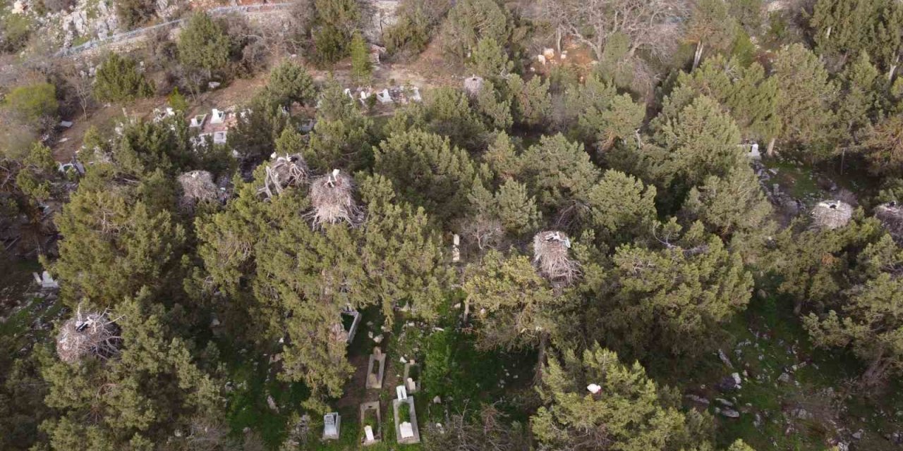 Beyşehir’de Yuvalar Şenlendi, Leylekler Vadisi Canlandı