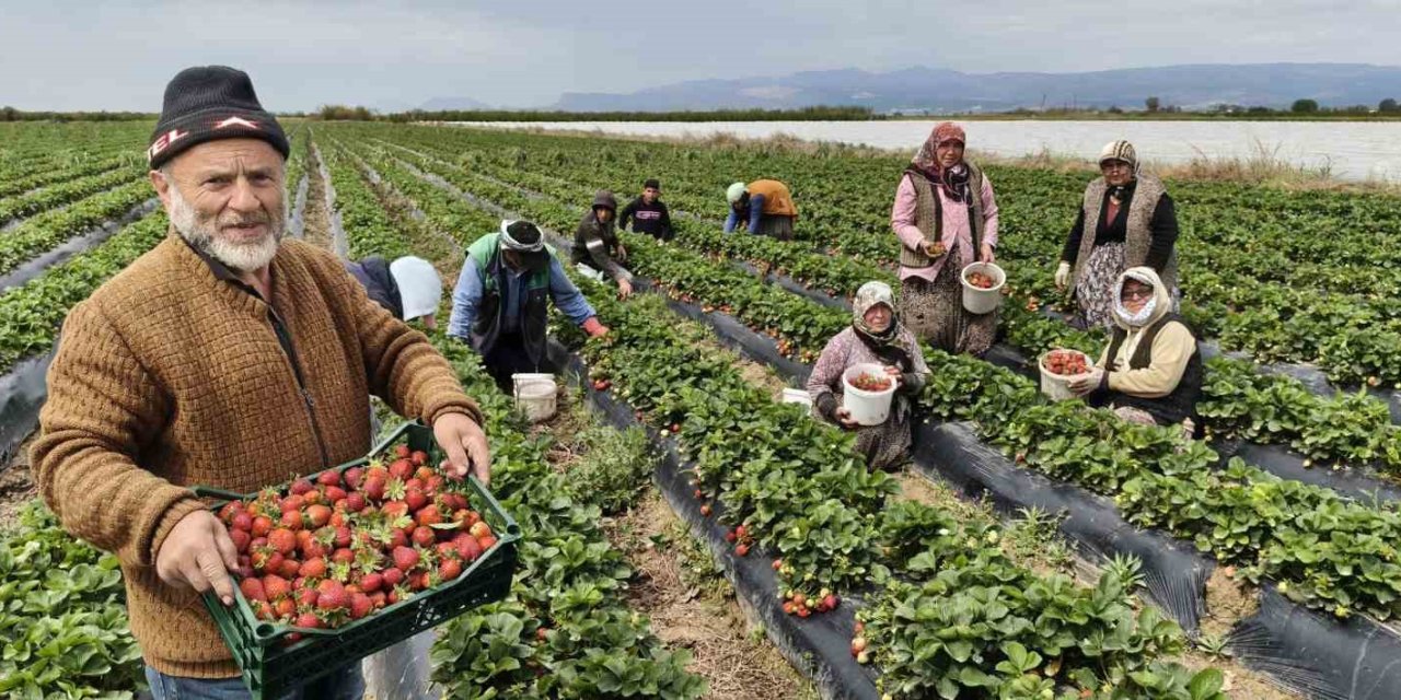 Mersin’de Açıkta Çilek Hasadı Başladı: İç Pazarda Kilogramı 65 İle 75 Tl Arasında