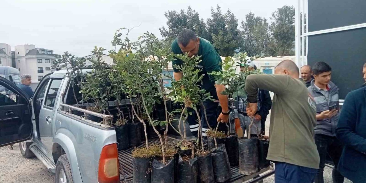 Büyükşehir’den Alanya’nın Coğrafi İşaretli Keçiboynuzuna Destek