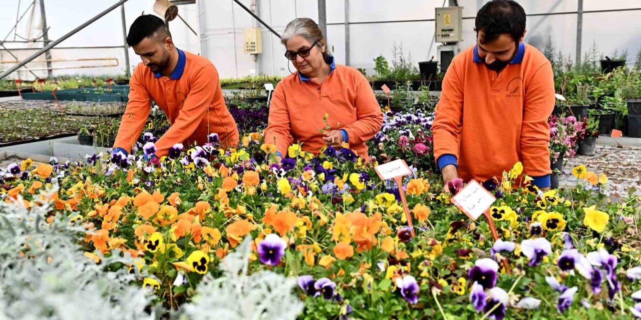 Çiçek Desenleri Günleri İçin 130 Bin Dal Çiçek Yetiştiriliyor