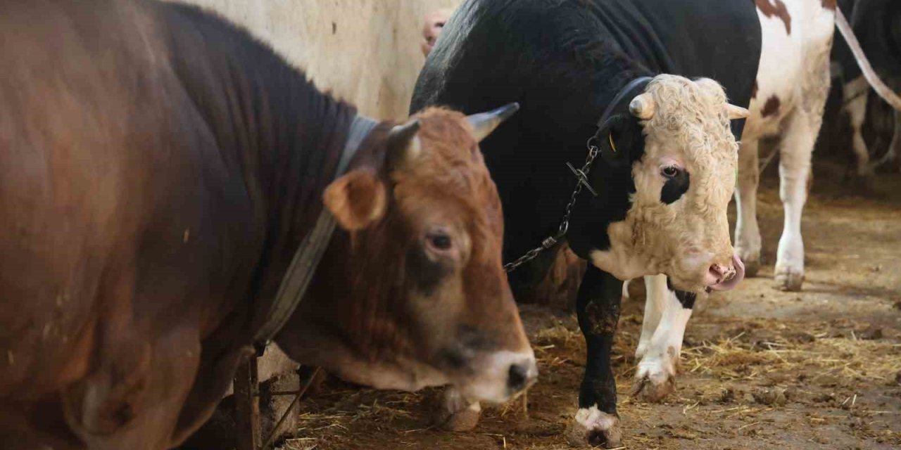 Kurbanlık Alacaklara "yaş" Uyarısı