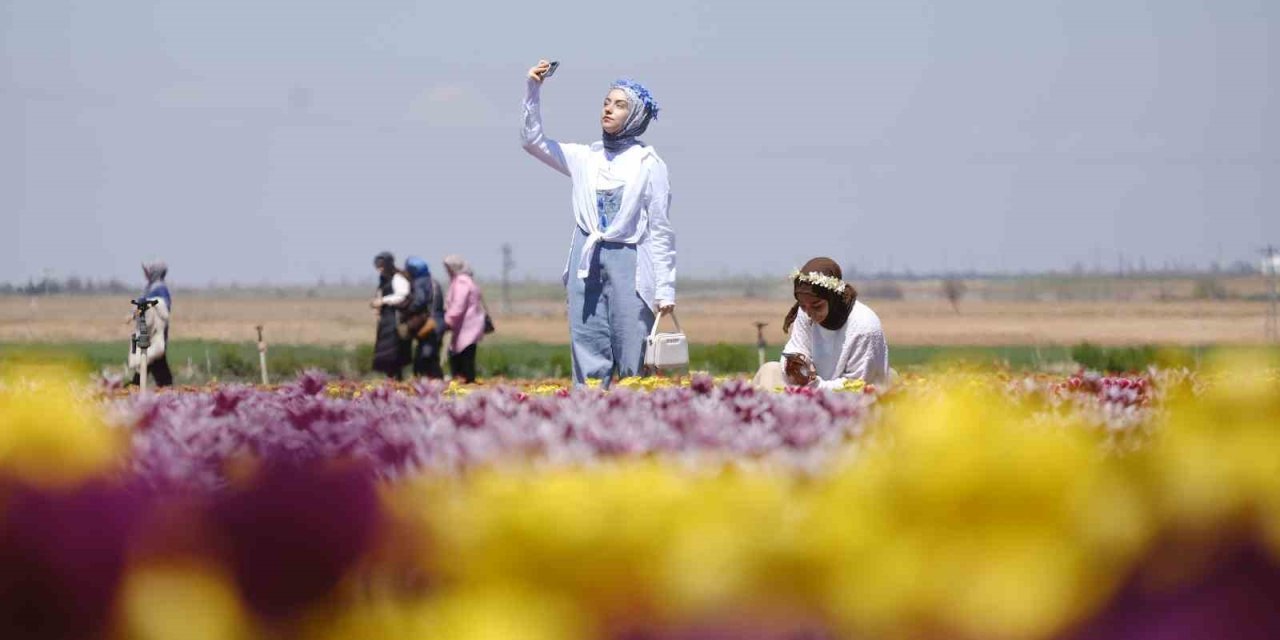 Karaman’da Lale Tarlasına Ziyaretçi Akını: 2 Günde 30 Bin Kişi Gezdi