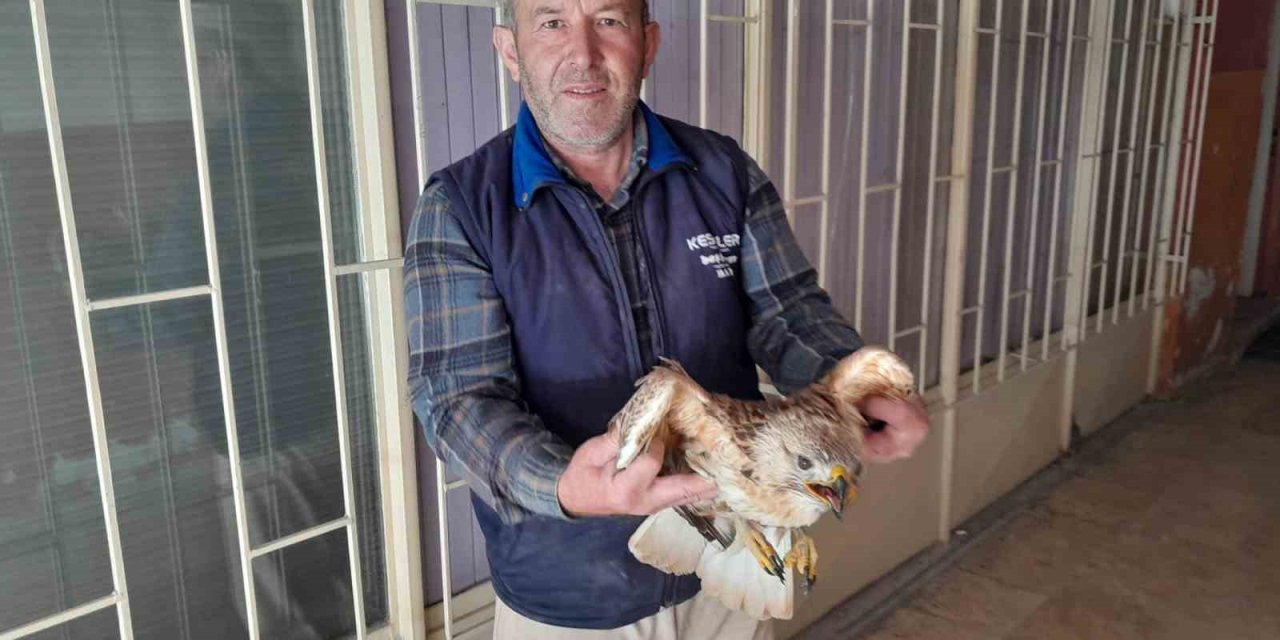 Karapınar’da Yaralı Kızıl Şahin Tedavi Altına Alındı