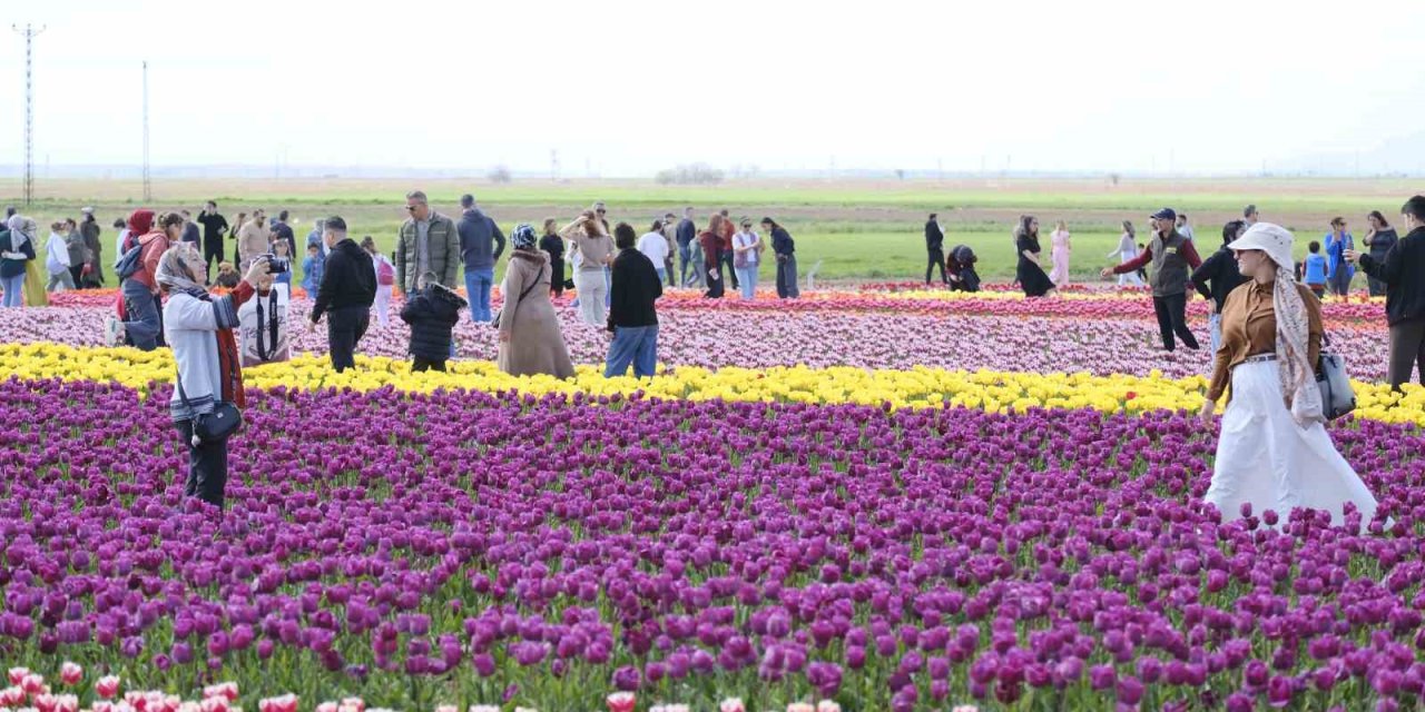 Türkiye’nin En Büyük Lale Tarlasında Ziyaretçi Rekoru