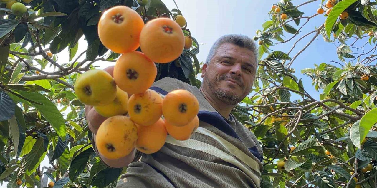 ’sarı Altın’ Yenidünyada Hasat Başladı: İç Pazara 50-100 Tl’ye, Dış Pazara 4 Dolara Gönderiliyor