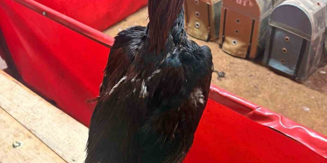 Alanya’da Horoz Dövüşüne Jandarma Baskını: 11 Kişiye 143 Bin Tl Ceza