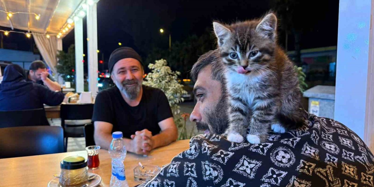 Madde Bağımlılığından Yavru Kedi Sayesinde Kurtuldu