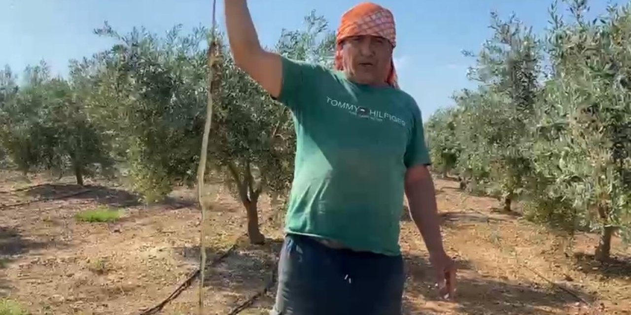 Serada Karpuz Toplarken Yılanla Burun Buruna Geldi