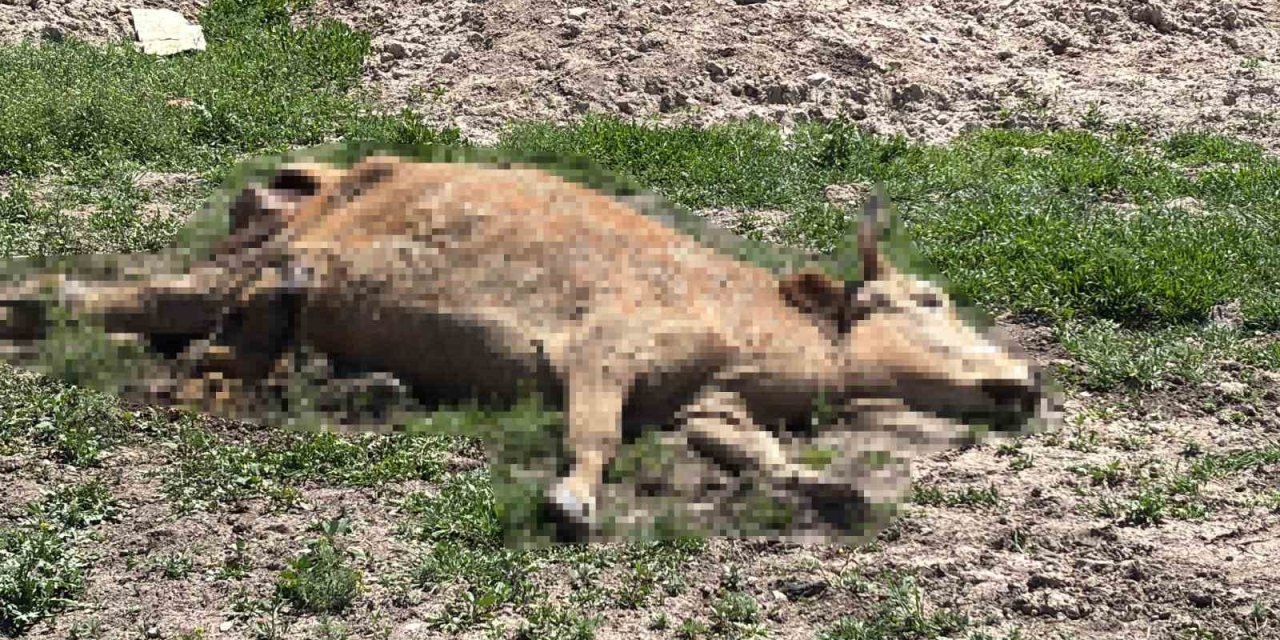Aksaray’da Ölen Hayvanlarını Araziye Atanlara 390 Bin Lira Ceza