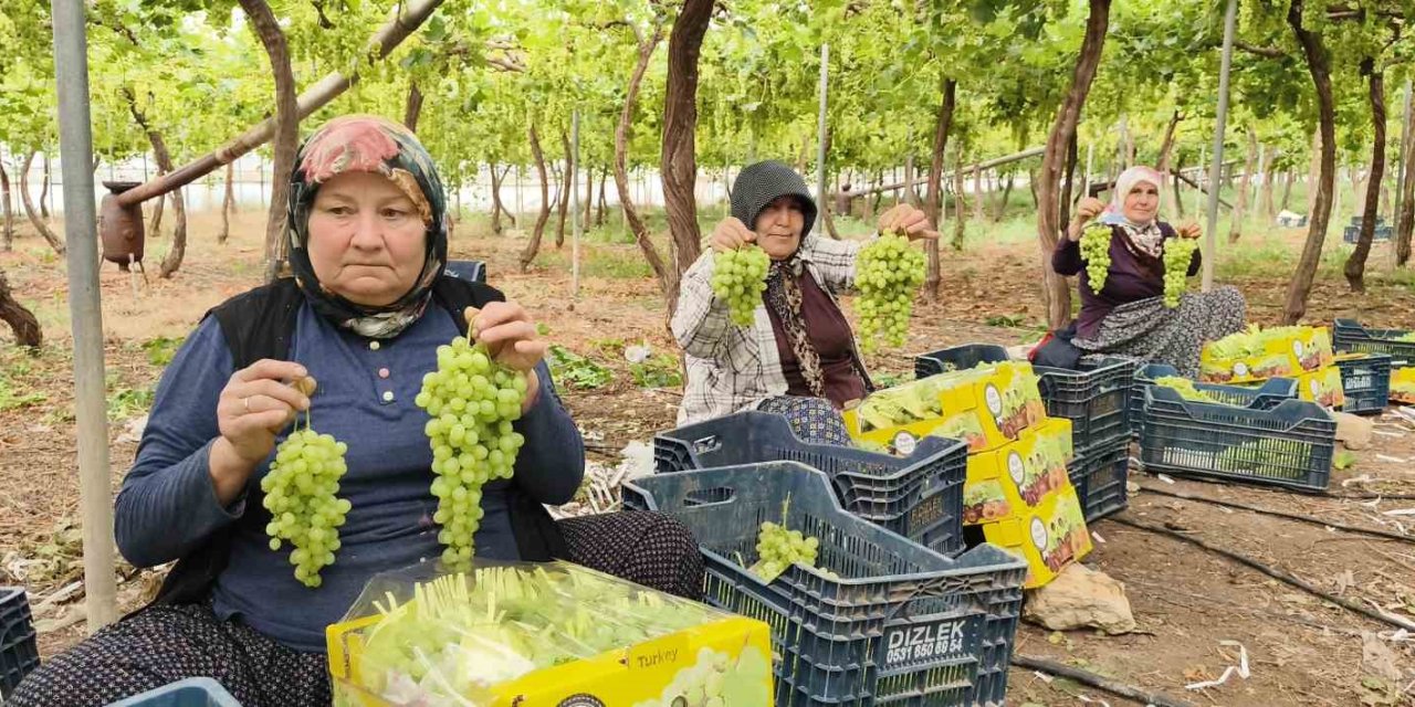 Silifke’de Sezonun İlk Üzümü Hasat Edildi, Kilosu 600 Tl’den İhraç Edildi