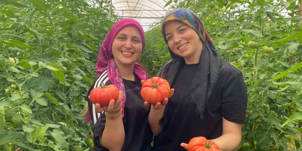 Üretime Genç Kadın Eli Değdi: O İlçede Yıllık 550 Bin Ton Domates Hasat Ediliyor