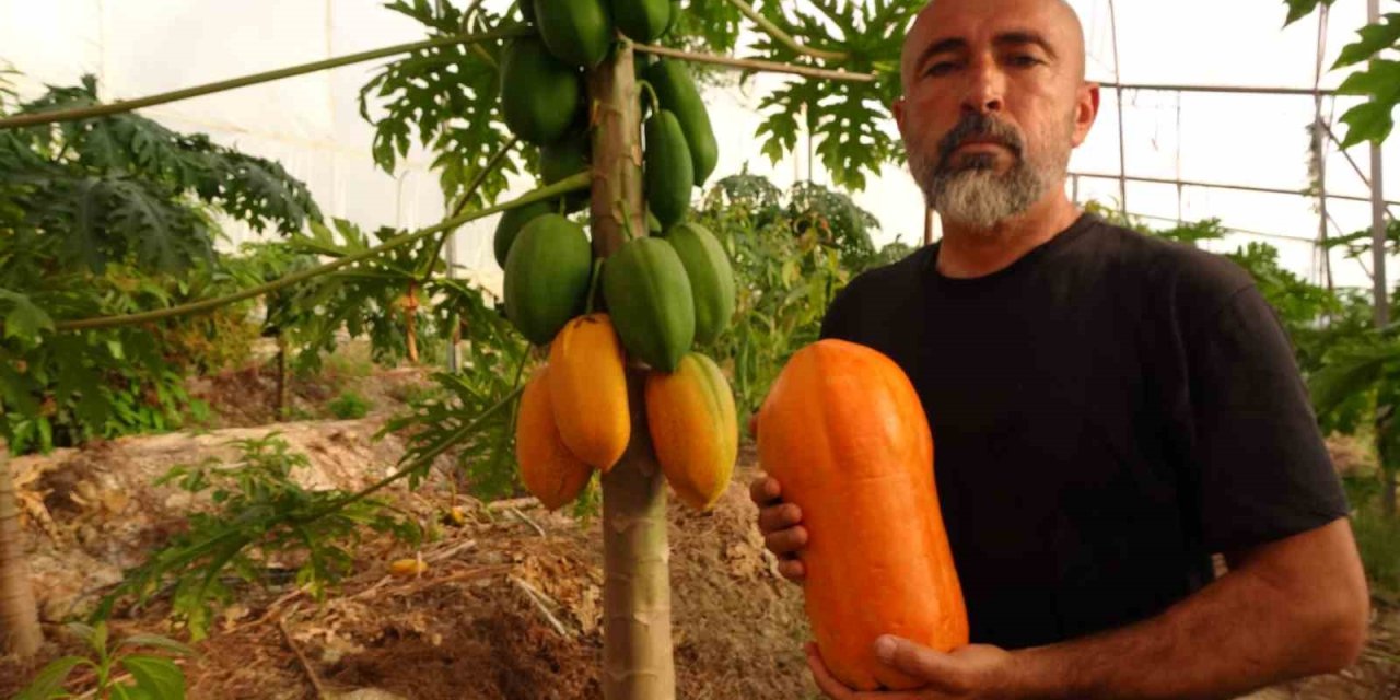 Tropikal Papaya Meyvesinde Hasat Heyecanı: Kilosu 90 Tl’ye Kadar Çıkıyor