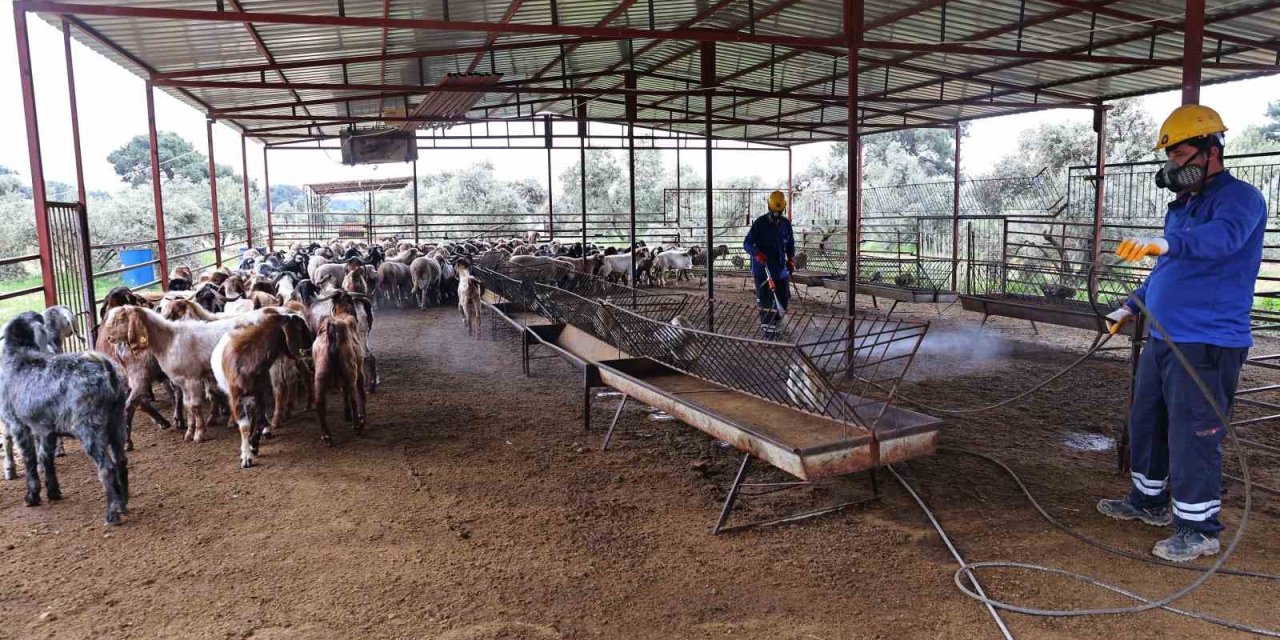 Büyükşehir’den Ahırlarda Karasineğe Karşı Mücadele