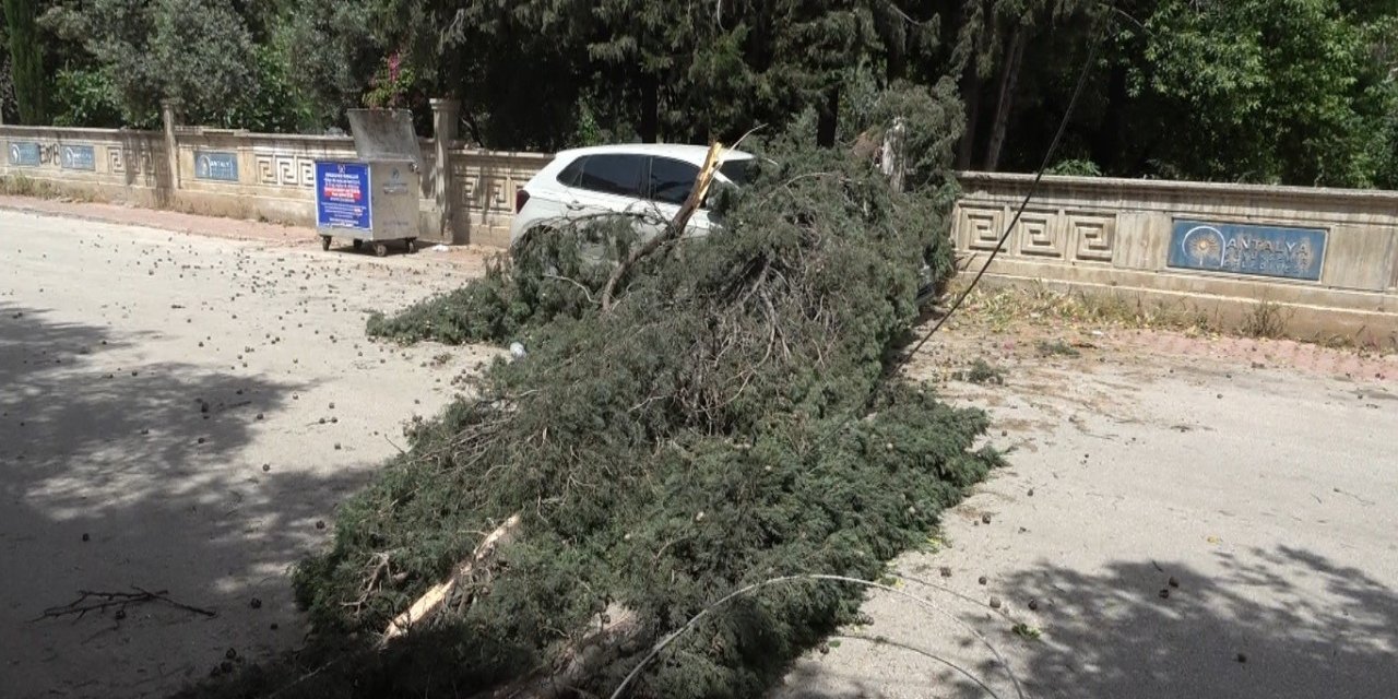 Antalya’da Mezarlıktaki Ağaç Devrildi, Park Halindeki Araç Zarar Gördü