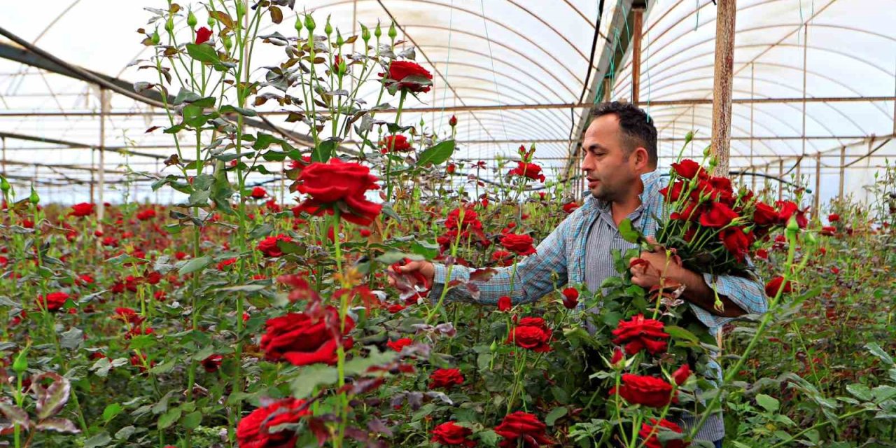 Anneler Günü Fırsatçıları İş Başında: Üreticiden 20 Tl’ye Çıkan Gül Annelere 150 -200 Tl’ye Ulaşıyor