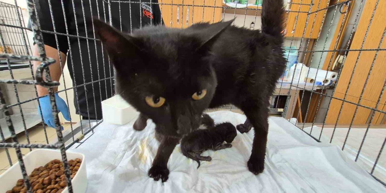Havalandırma Boşluğuna Düşen Kedi Ve Yavruları Kurtarıldı