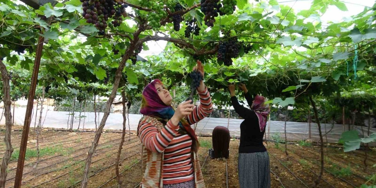 Bölgenin Siyah İncisi Üzümde Hasat Başladı