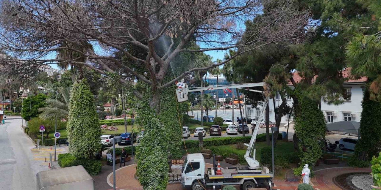 Alanya’da Akdeniz Çam Kabuk Böceğine Karşı Ortak Mücadele Başlatıldı