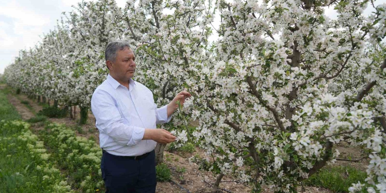 Tüccarların Depo Oyunu: Elmalar Depolandı, Ucuza Satılmak İstenmiyor