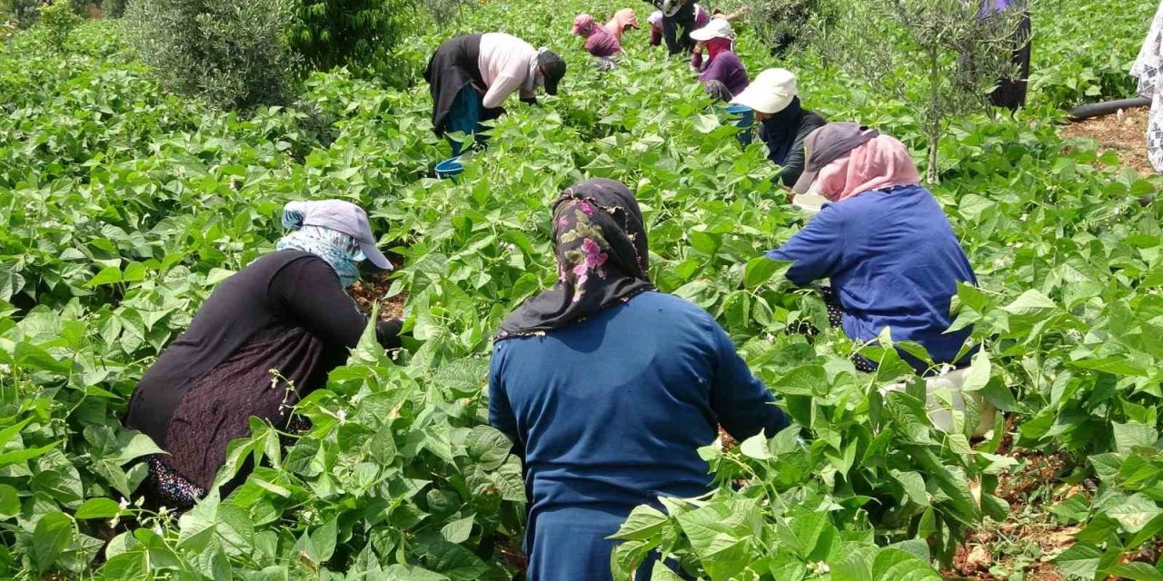 Turfanda ’sarıkız’ Hasadı Başladı: Kilosu 100 Tl’den Alıcı Buldu