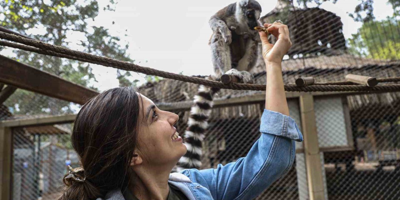 Antalya Doğal Yaşam Parkı’nda Yavru Lemur Sevinci