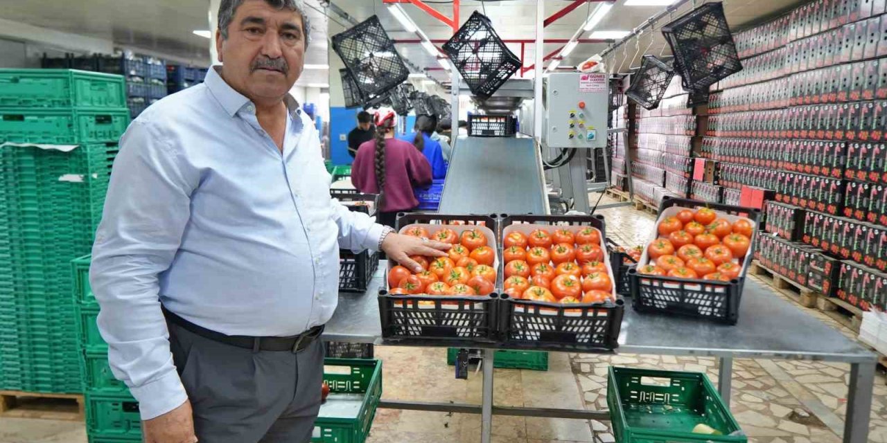 Domateste Üretim Planlaması Fiyat Dengesinin Anahtarı