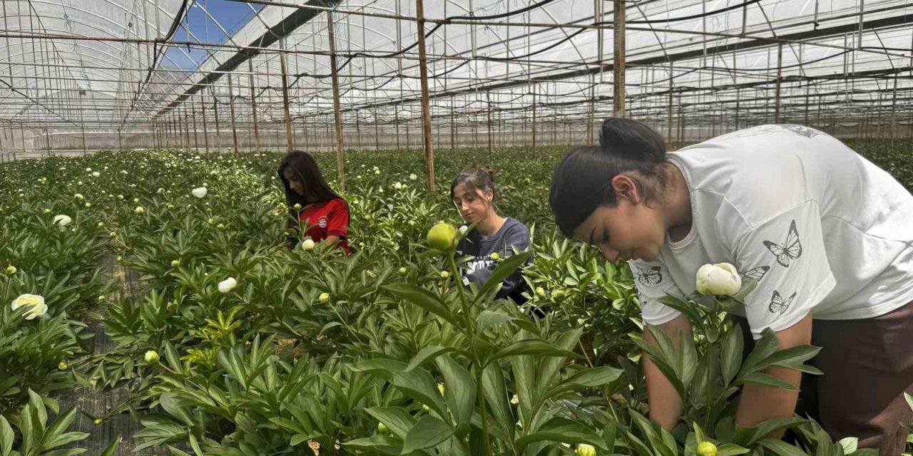 Tanesi Toptancıya 150 Tl’den Satılıyor, Türkiye’nin 81 İline Gönderiliyor