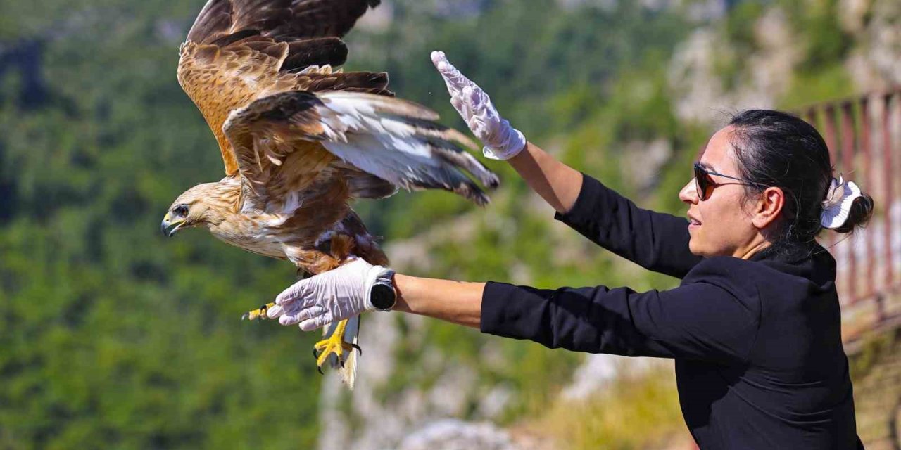 Kızıl Şahin Tedavisi Sonrası Yeniden Gökyüzüne Kavuştu