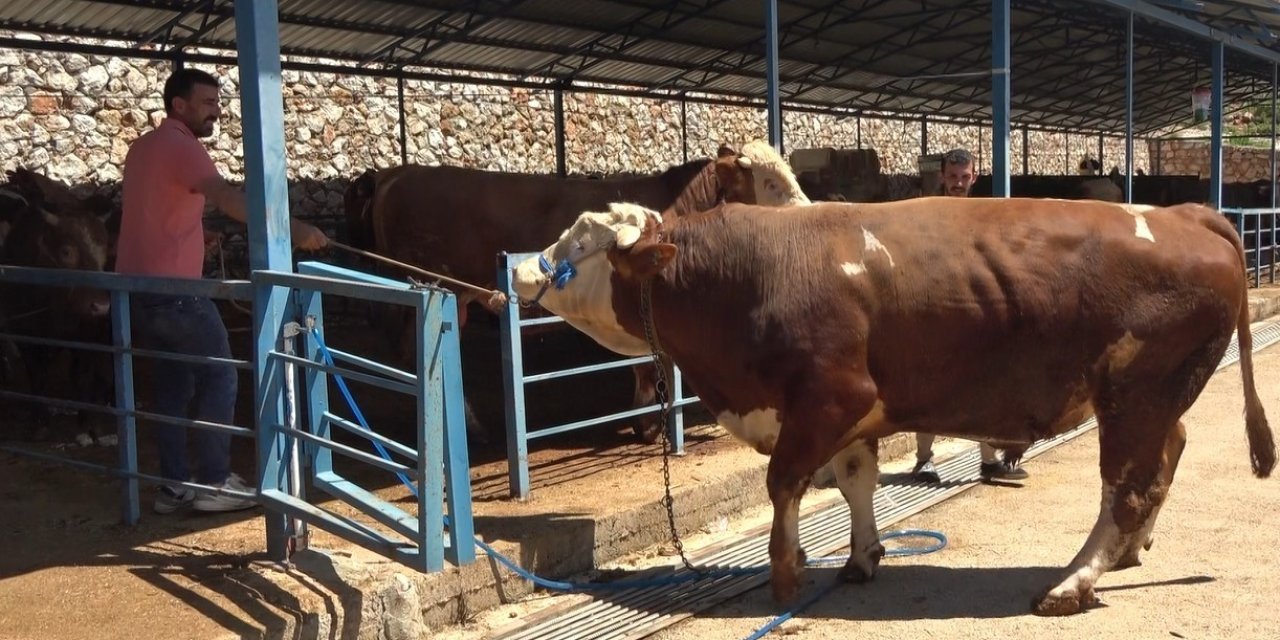 Alanya’da Kurban Pazarının Gözdesi 1 Ton 200 Kilogramlık Dana 450 Bin Tl’ye Alıcı Buldu