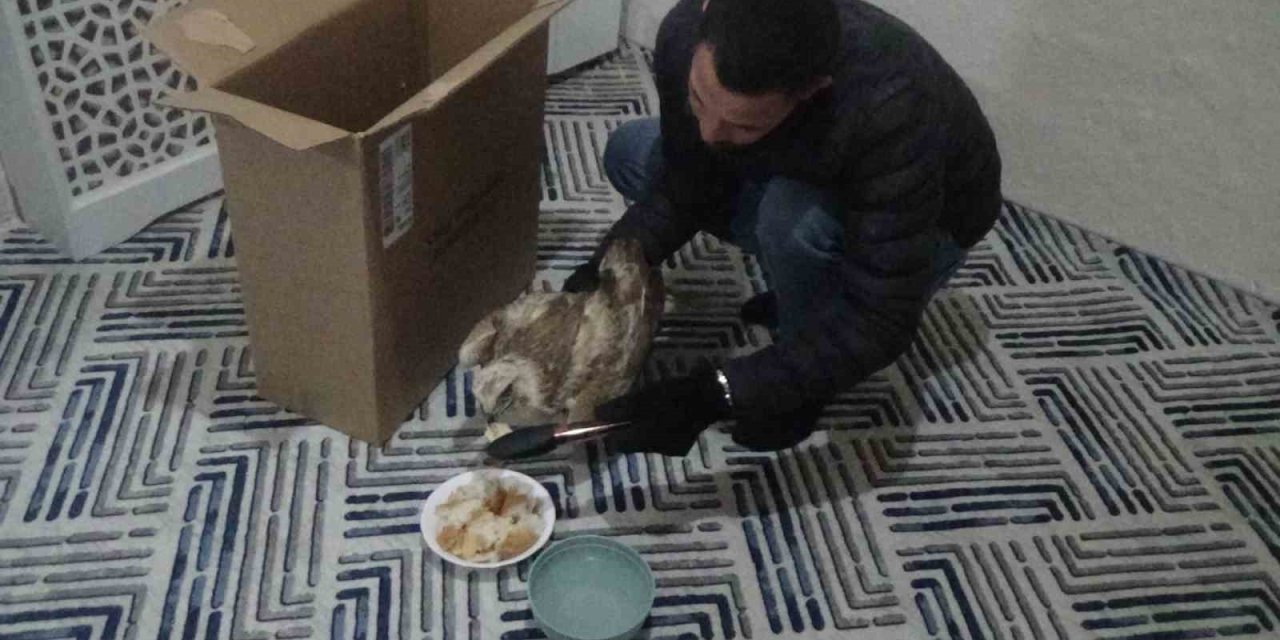 Yaralı Kızıl Şahini Hayvanlara Yem Olması Diye Evine Götürüp Ekiplere Teslim Etti