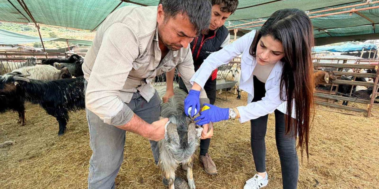 Kepez’de Kurban Satış Ve Kesim Yerleri Denetim Altında