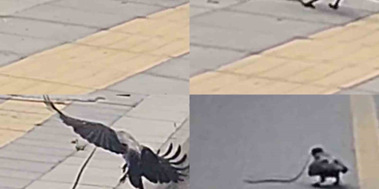 Karganın Yılan Avı Kameraya Yansıdı