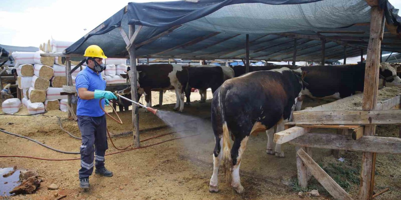 Büyükşehirden 6 Farklı Noktada Ücretsiz Kurban Kesim Hizmeti