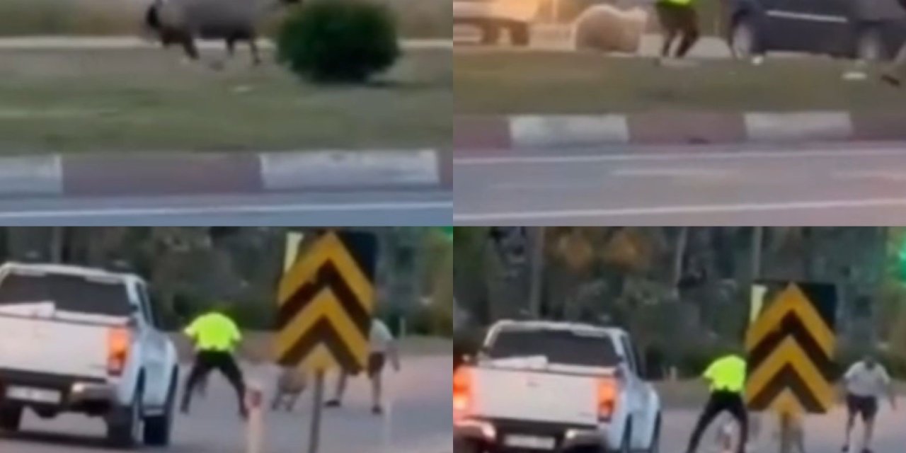 Kurbanlık Koyun Kaçtı, Polislerin Yardımıyla Yakalandı