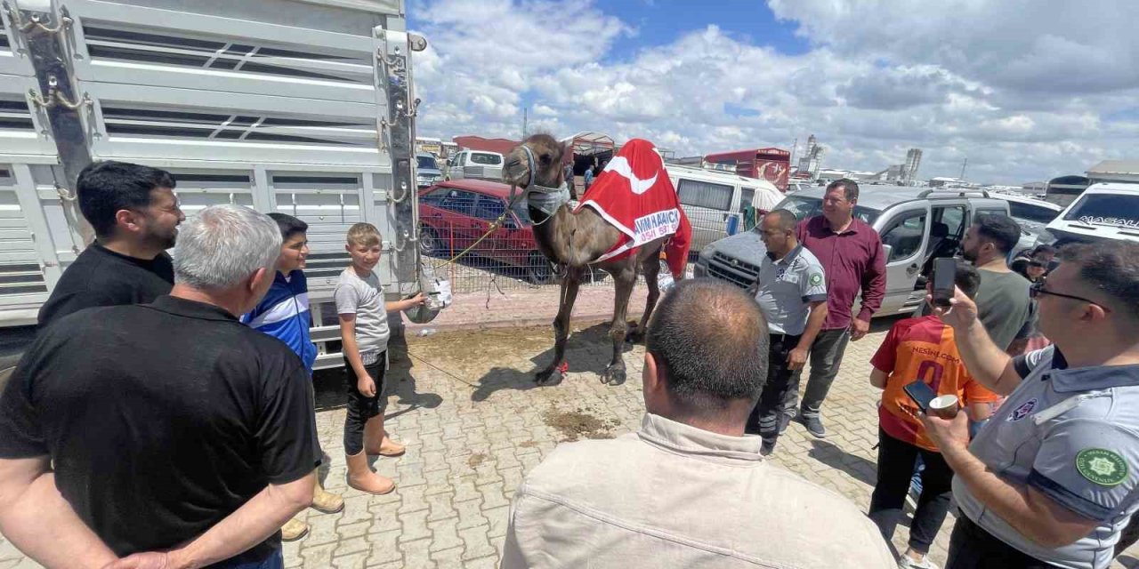 Kurban Pazarının Gözdesi Deve 330 Bin Tl’ye Satıldı