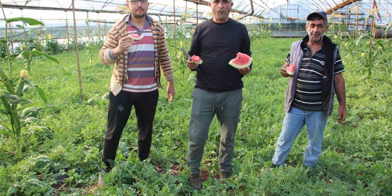 Çekirdek Karpuzun Hasadı Başladı: 3 Ayda Hasat Ediliyor, 1 Ayda Tükeniyor