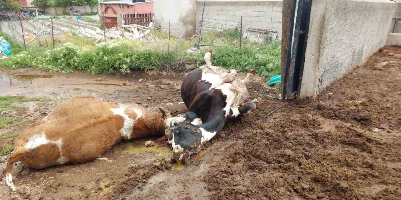 Niğde’de Yıldırım Düşmesi Sonucu İki İnek Telef Oldu