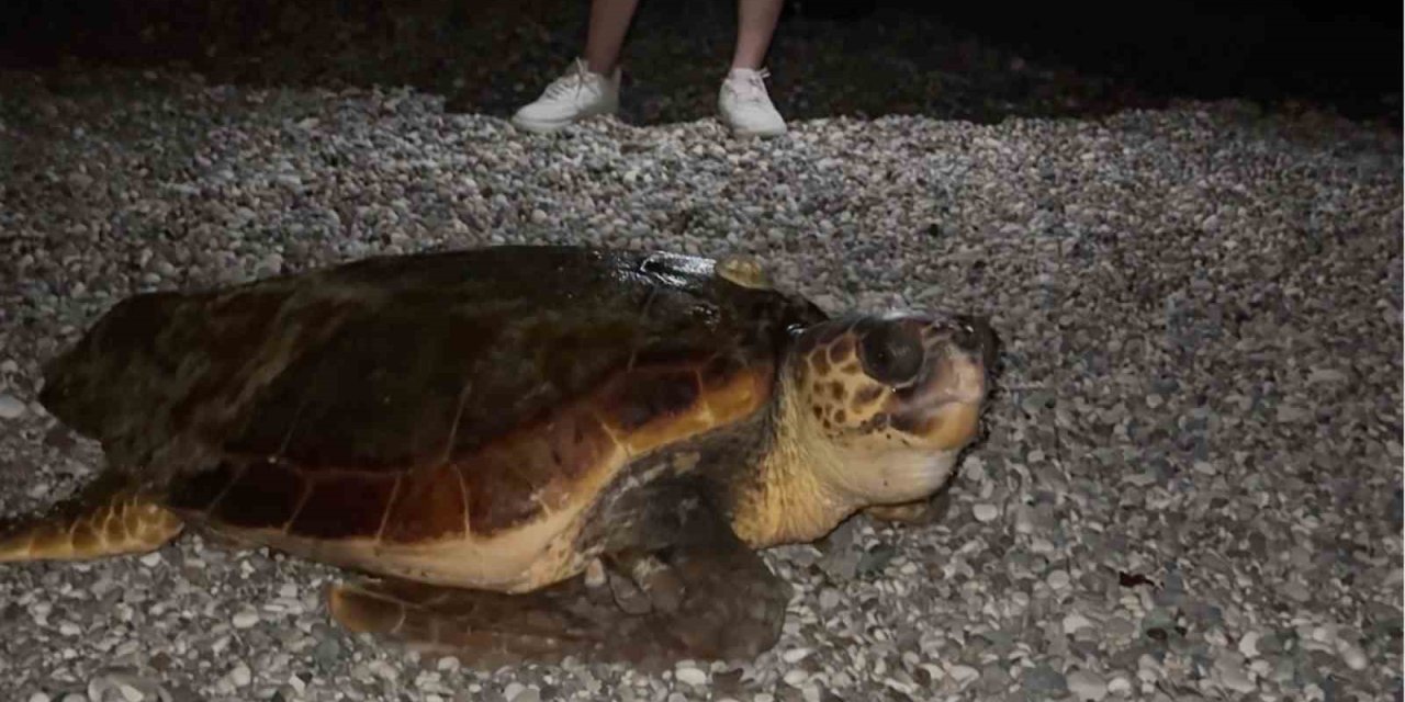 Sahilin Davetsiz Misafiri Dev Caretta Caretta