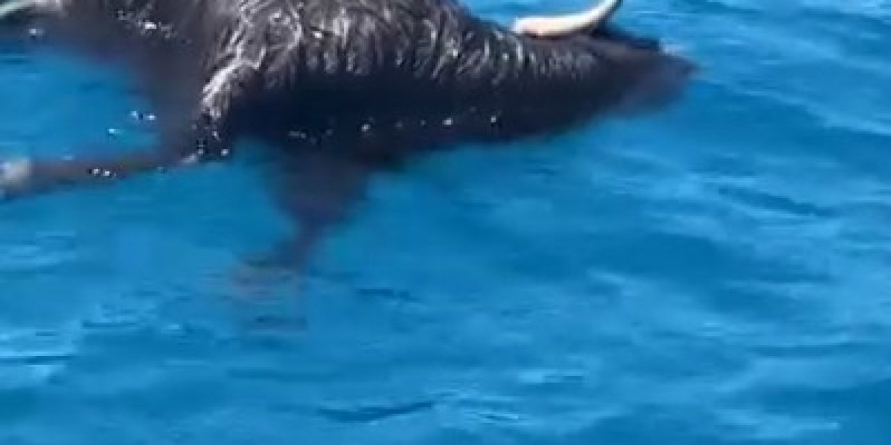 Alanya Kalesi Açıklarında Denizde Ölü Keçi Bulundu