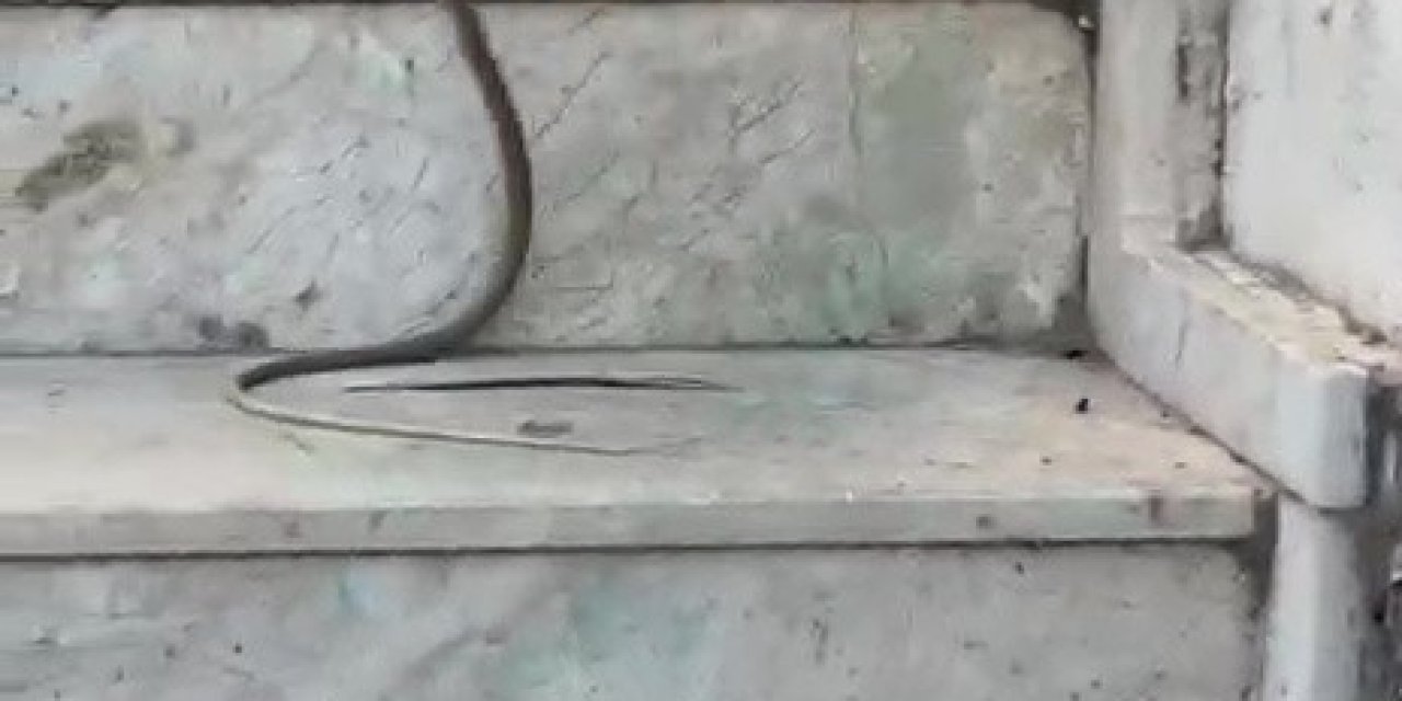 Kedinin Yılanla Oynadığı Anlar Cep Telefonu Kamerasında