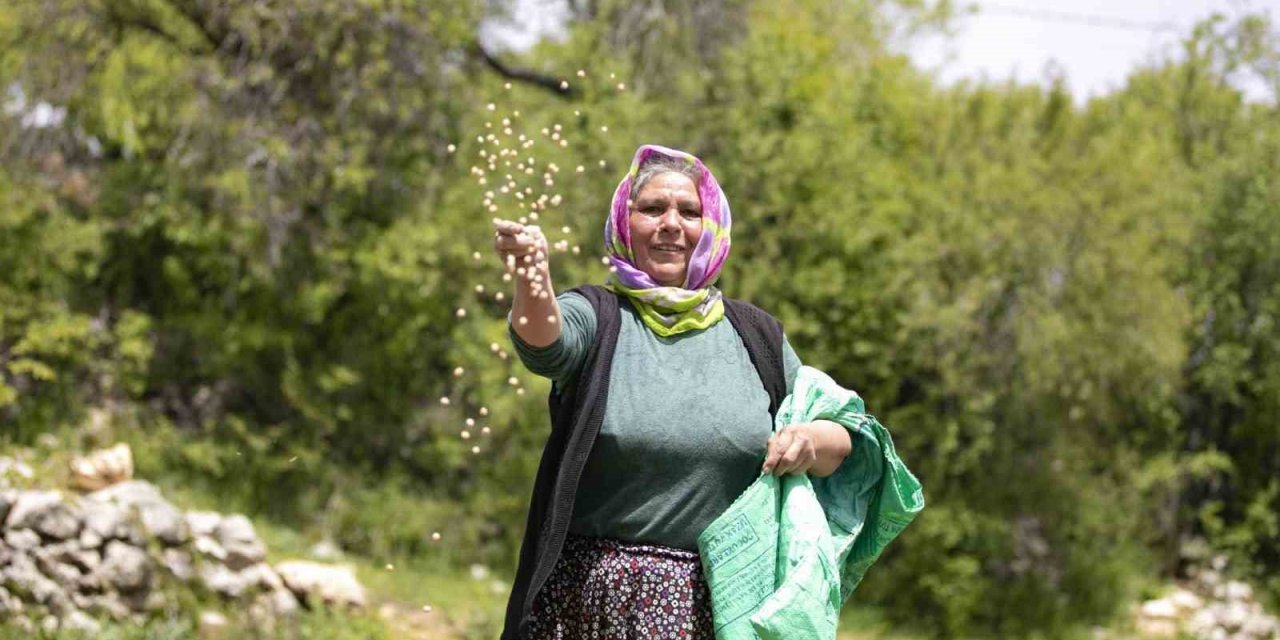 Atalık Tohumlar Toprakla Buluştu, Üreticiye Can Suyu Oldu