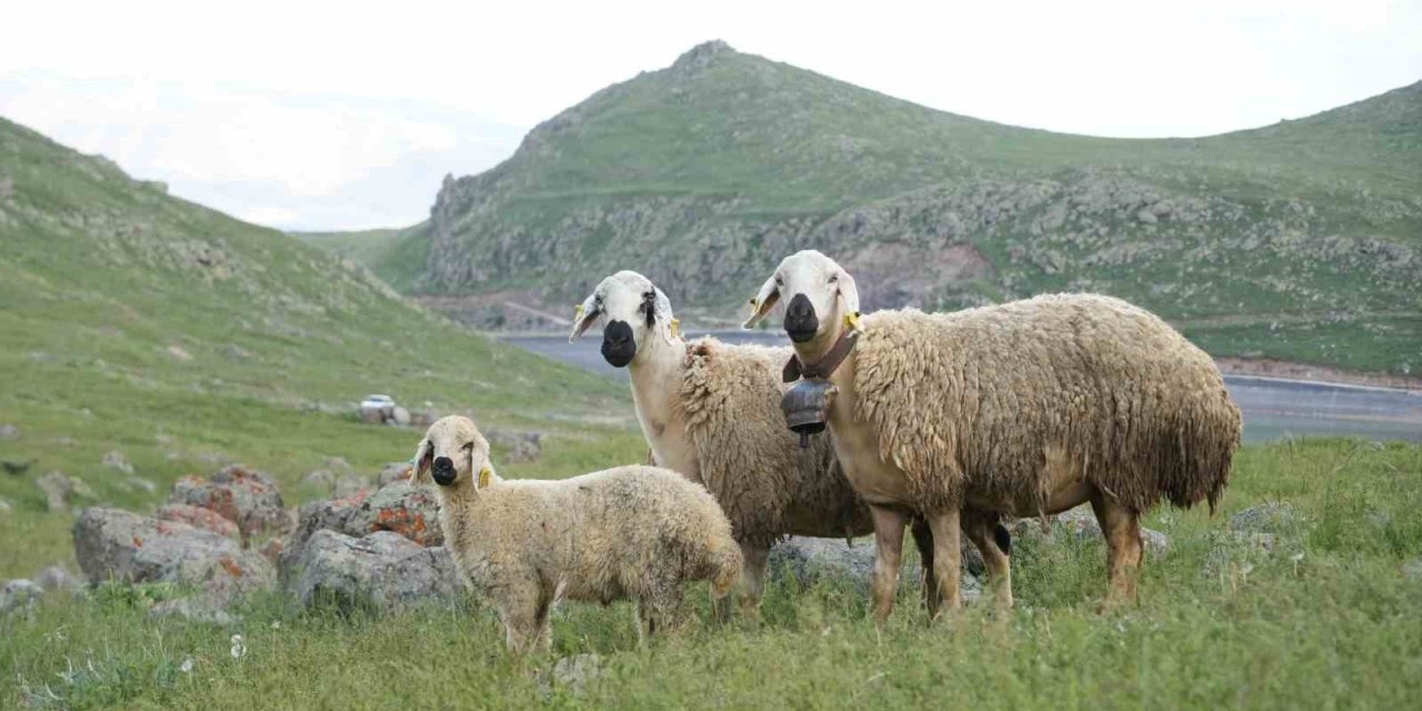 Niğde’de Küçükbaş Hayvancılığa Dev Destek