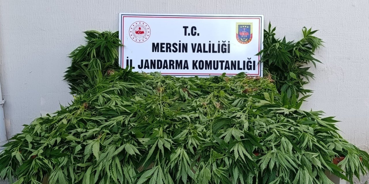 Ormanda Kenevir Yetiştirenlere Suçüstü Operasyon: 2 Tutuklama