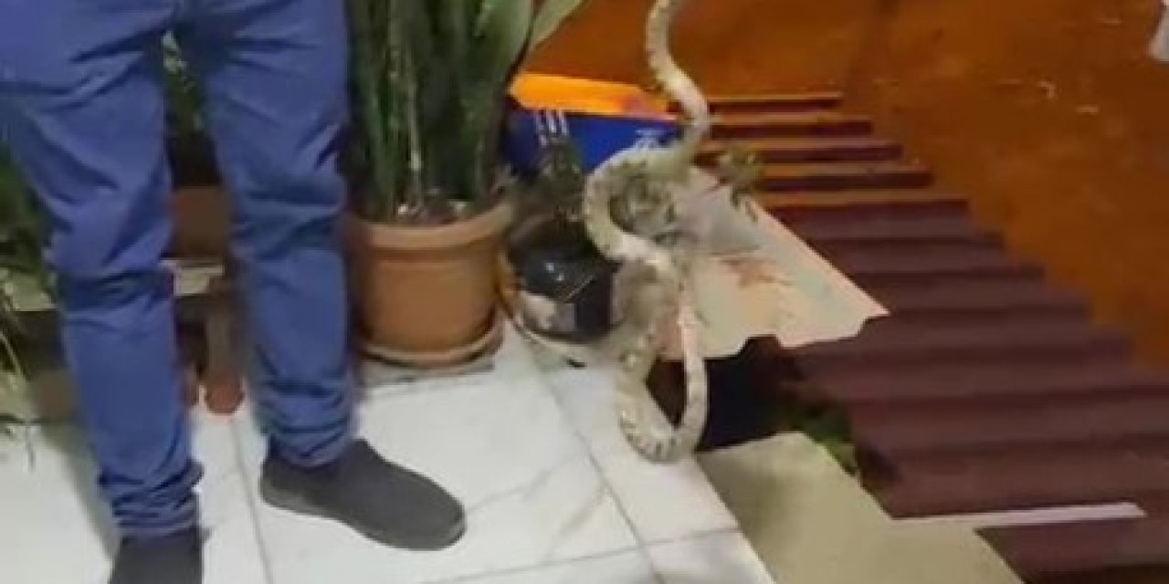 Evine Giren Yılanı "evime Gelme Bak, Kafanı Ezerim" Diyerek Doğaya Bıraktı